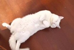 孕期睡姿图（猫咪怀孕为什么喜欢肚皮朝上躺着）