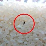 面条有米虫还能吃吗,孕期梦见虫子生男生女