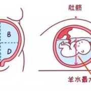 胎儿尿液排到哪里（胎儿尿液排到哪里去了）