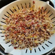 孕妇吃豆芽对胎儿好吗（孕妇可以吃红豆芽吗）