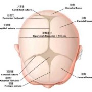 胎儿颅骨（儿童头骨和成人头骨区别）