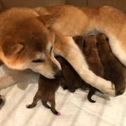 柴犬孕期（柴犬孕期多少天生产）