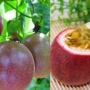 孕妇吃百香果好吗,孕期能不能吃百香果籽