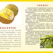 怀孕期可以吃榴莲吗（孕妇到底能不能吃榴莲，对身体有什么影响呢）