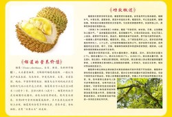 怀孕期可以吃榴莲吗（孕妇到底能不能吃榴莲，对身体有什么影响呢）