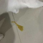 为什么,怀孕的母猫呕吐出黄色的液体,孕期吐黄水苦水是怎么回事 恶心