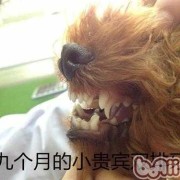 孕期牙龈脱落（6个月打的泰迪犬，下排牙齿掉了，但是好像粘在牙龈上了，怎么办）