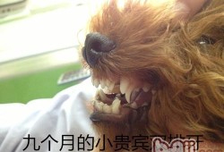 孕期牙龈脱落（6个月打的泰迪犬，下排牙齿掉了，但是好像粘在牙龈上了，怎么办）