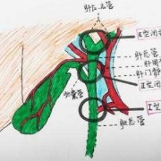 胎儿如何排除胆道闭锁（新生儿胆道闭锁的表现）