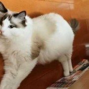 65天的胎儿有多大图片（布偶猫怀孕50天肚子有多大）