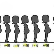 孕期各月肚子变化图（孕期各月肚子变化图片）