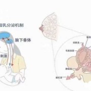 哺乳期乳房很痒怎么回事呢,孕期乳房痒是怎么回事