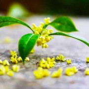 弱弱的问下，孕妇能闻桂花味吗,孕期可以闻桂花吗?