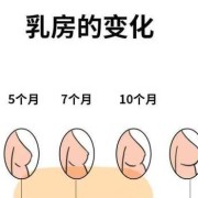 孕期乳房变化不大（孕期乳房变化不大是男是女）
