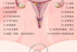 妇科病有哪些种类,孕期分类早中晚期多少周