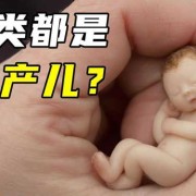 人类幼崽为何比较脆弱,胎儿有那么脆弱吗图片