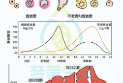 雌激素对胎儿的影响（雌激素对胎儿的影响）