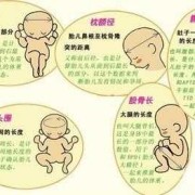 IT是胎儿的什么（IT是胎儿的什么意思）