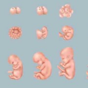 38周胎儿图片（怀孕38周了，胎儿偏小，该怎么办呢）