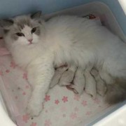 哈士奇怀孕期（哈血布偶猫怎么配出来的）