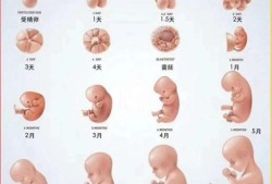 45天的胎儿图片（45天新生儿发育标准）