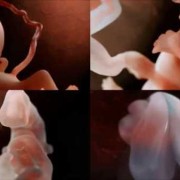 胎儿视频大全（胎儿视频大全连续播放）
