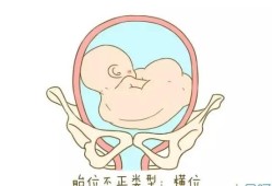 胎儿前肩（胎儿前肩是哪个部位）