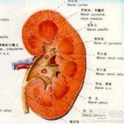 胎儿右肾积水（胎儿右肾积水是什么原因造成的）