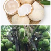 孕妇可以吃椰子吗,孕期可以吃椰子吗