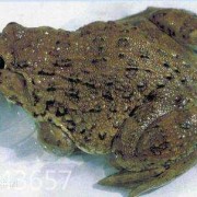 孕期可以吃蛙吗（养殖泰蛙可以食用吗）