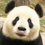 一甜相机怎么抠头熊猫头教学,孕妇吃甜食胎儿头大吗