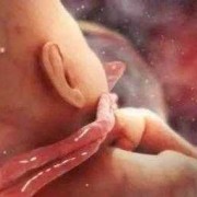 脐带连接胎儿哪里（脐带连接胎儿哪里图片）