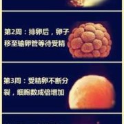 胎儿几周成人形（胎儿几周成人形后还会致畸吗）