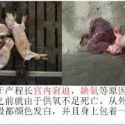 母猪下死胎是什么原因,胎儿死胎原因有哪些