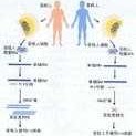 请问胎儿B超中HC,AC,HL是什么意思,Hl代表胎儿什么意思啊