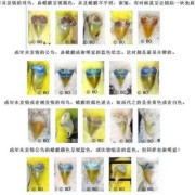 易孕期的特征（虎皮鹦鹉怀孕特征）