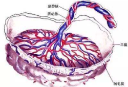 孕期血池（孕期血池）
