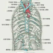 上腔静脉的两个开口分别是,胎儿双上腔静脉是什么意思