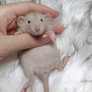 孕期梦到鼠（花枝鼠怀孕第几天出现征兆）