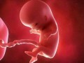 怀孕16周胎儿应该多大,怀孕16周胎儿有多大图片
