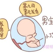 好动的胎儿（好动的胎儿是男宝还是女宝）