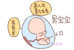 好动的胎儿（好动的胎儿是男宝还是女宝）