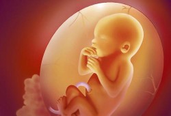 孕6周的胎儿多大才是正常,孕6个月胎儿有多大图片