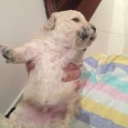 狗的孕期（狗预产期怎么算）