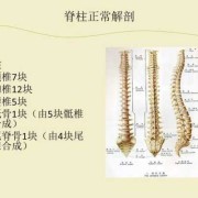 胎儿脊柱男女区别图（胎儿脊柱男女区别图示）