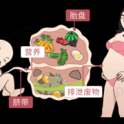 胎儿吸收母体的什么（胎儿吸收母体的什么营养）