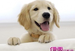 孕期养狗有危害吗（孕期养狗有危害吗有影响吗）
