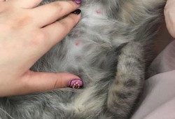 猫怀孕多久时间,猫的孕期多长时间生