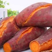 孕期可以吃地瓜吗（孕期可以吃地瓜吗,不是红薯哦）