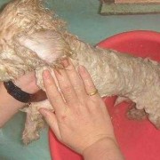 泰迪犬怀孕期间能洗澡吗,怀孕期间可以洗澡吗?
